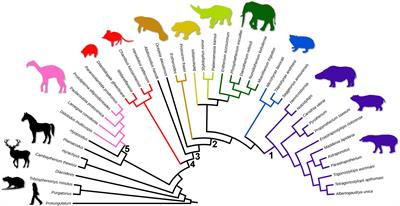 Out of Africa: A New Afrotheria Lineage Rises From Extinct South American Mammals